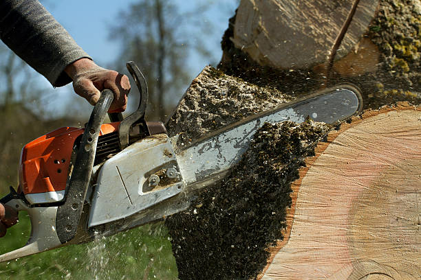 Best Tree Cutting Near Me  in Holley, NY